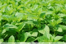 Как избавиться от усталости и сонливости народными средствами (ФОТО)