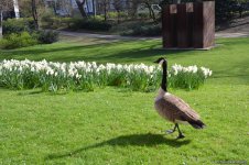 Вот таким увидел Дюссельдорф азербайджанский путешественник (ФОТО)