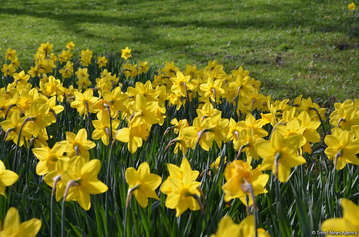 Вот таким увидел Дюссельдорф азербайджанский путешественник (ФОТО)