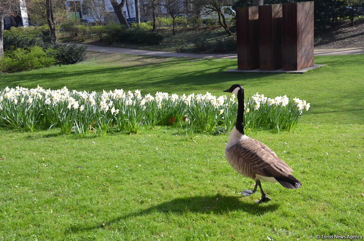 Вот таким увидел Дюссельдорф азербайджанский путешественник (ФОТО)