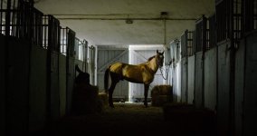 Что связывает Карабахского скакуна и Формулу 1? (ВИДЕО, ФОТО)