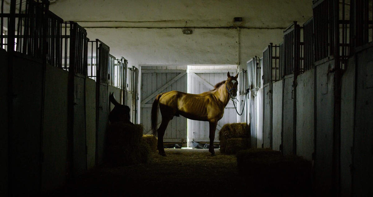 Что связывает Карабахского скакуна и Формулу 1? (ВИДЕО, ФОТО)