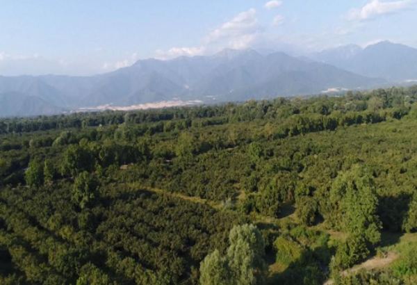 В Азербайджане возросло число фермеров, получивших субсидии на весенний посев