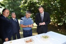 Президент Ильхам Алиев ознакомился с ореховым хозяйством в Гахском районе (ФОТО)
