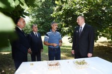 Президент Ильхам Алиев ознакомился с ореховым хозяйством в Гахском районе (ФОТО)