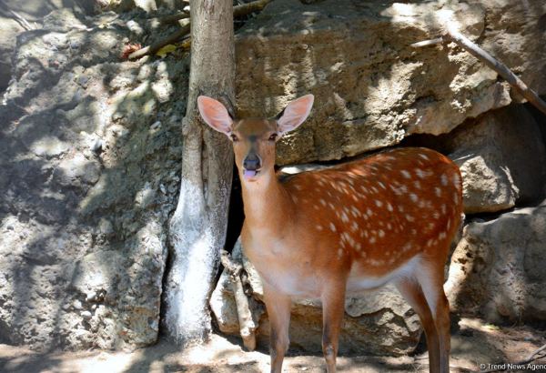В Азербайджане меняются правила экологической экспертизы объектов, влияющих на животный мир