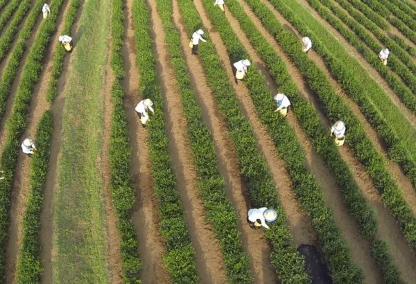 Назван объем производства чая в Азербайджане