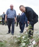 Президент Ильхам Алиев ознакомился с хлопковым участком в Нефтчалинском районе (ФОТО)