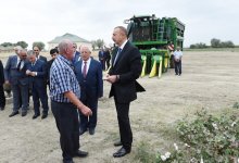 Президент Ильхам Алиев ознакомился с хлопковым участком в Нефтчалинском районе (ФОТО)