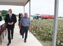 Президент Ильхам Алиев ознакомился с хлопковым участком в Нефтчалинском районе (ФОТО)