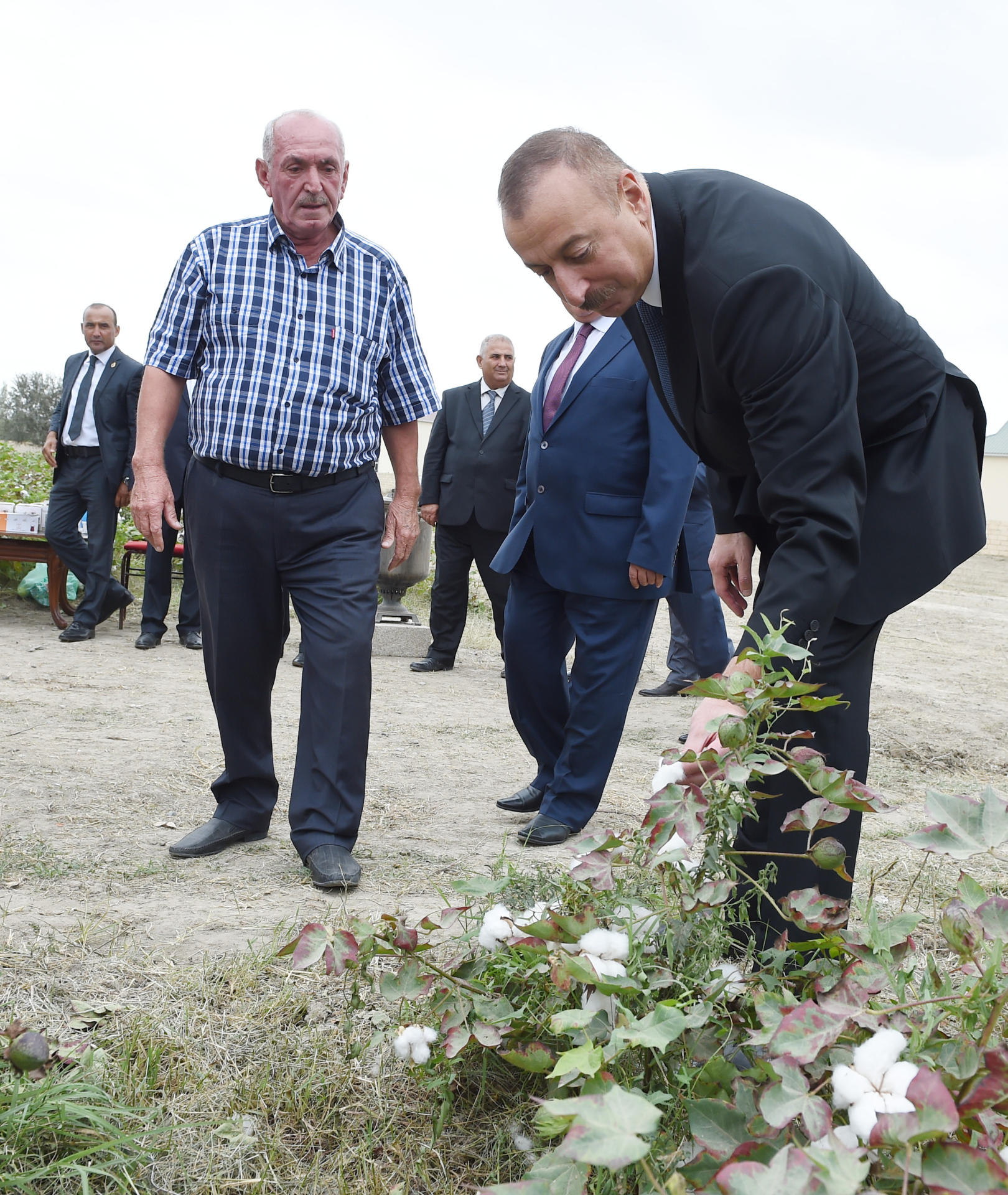 Президент Ильхам Алиев ознакомился с хлопковым участком в Нефтчалинском районе (ФОТО)