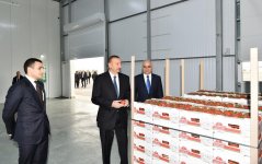 Президент Ильхам Алиев ознакомился с работой, проведенной в "BAKU AGROPARK" (ФОТО)