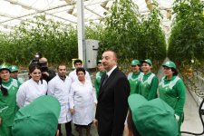 Президент Ильхам Алиев ознакомился с работой, проведенной в "BAKU AGROPARK" (ФОТО)