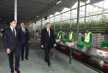 Президент Ильхам Алиев ознакомился с работой, проведенной в "BAKU AGROPARK" (ФОТО)