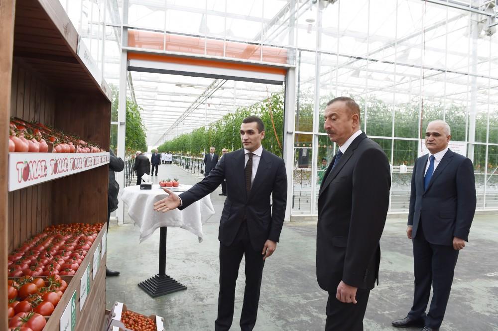 Президент Ильхам Алиев ознакомился с работой, проведенной в "BAKU AGROPARK" (ФОТО)