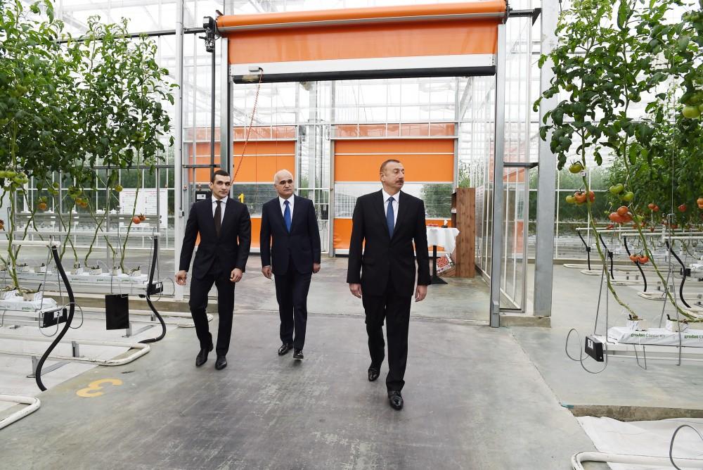Президент Ильхам Алиев ознакомился с работой, проведенной в "BAKU AGROPARK" (ФОТО)