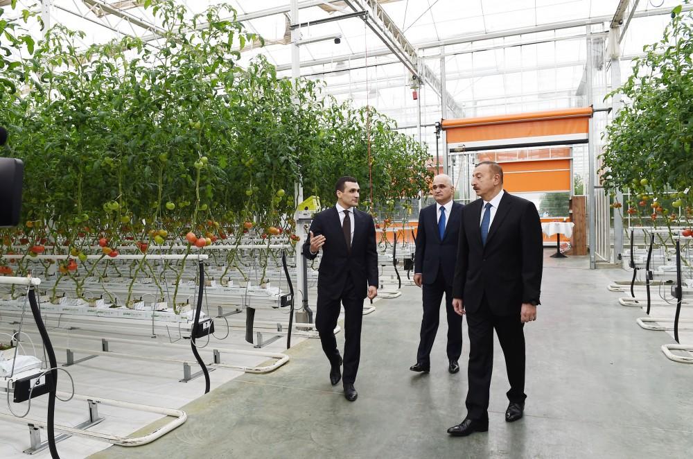 Президент Ильхам Алиев ознакомился с работой, проведенной в "BAKU AGROPARK" (ФОТО)