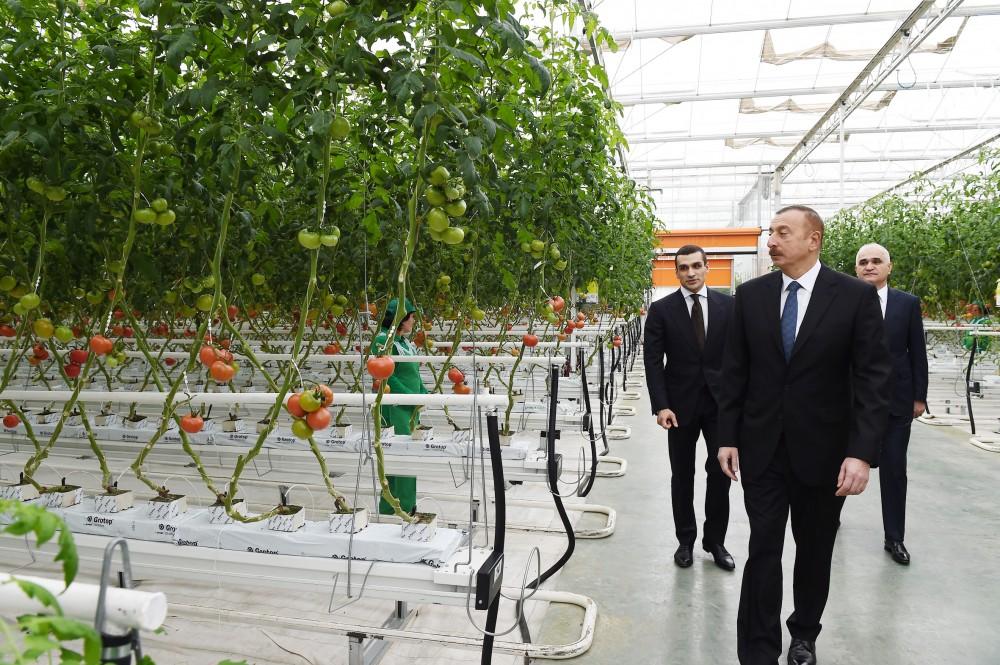 Президент Ильхам Алиев ознакомился с работой, проведенной в "BAKU AGROPARK" (ФОТО)