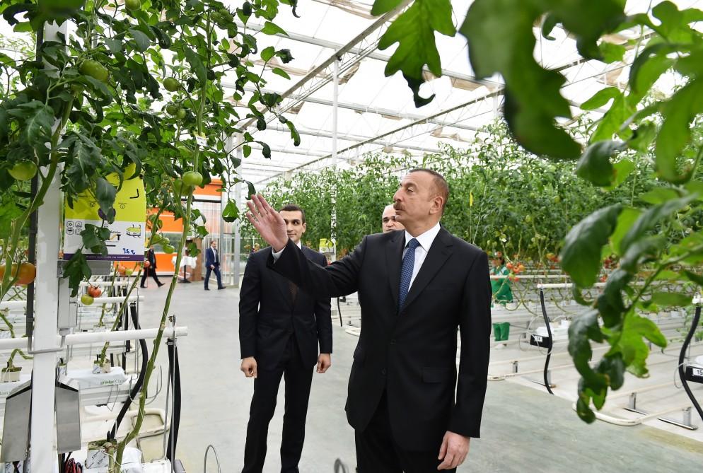 Президент Ильхам Алиев ознакомился с работой, проведенной в "BAKU AGROPARK" (ФОТО)