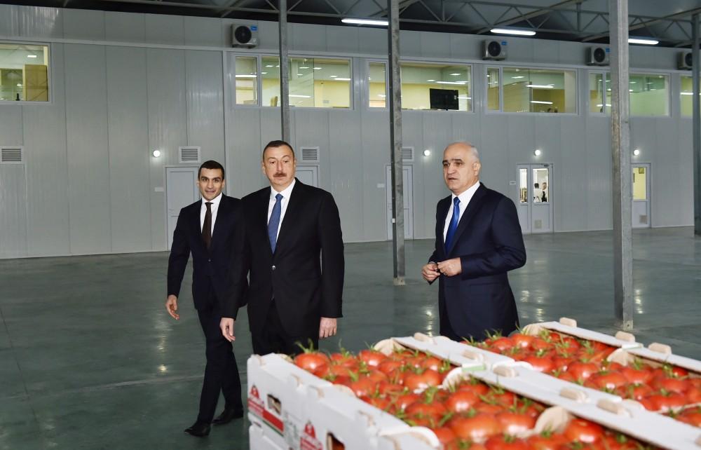 Президент Ильхам Алиев ознакомился с работой, проведенной в "BAKU AGROPARK" (ФОТО)