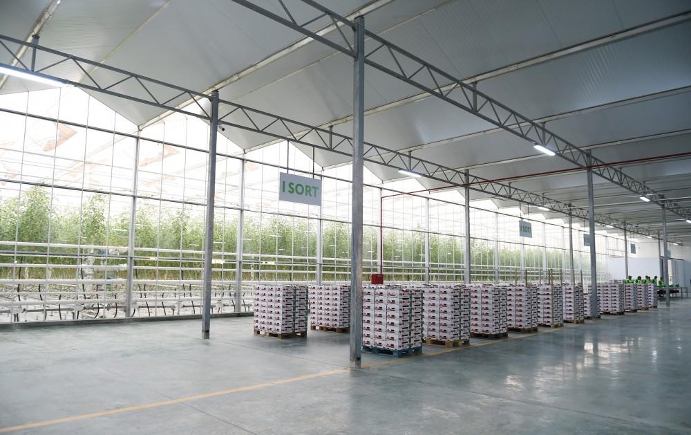 Президент Ильхам Алиев ознакомился с работой, проведенной в "BAKU AGROPARK" (ФОТО)