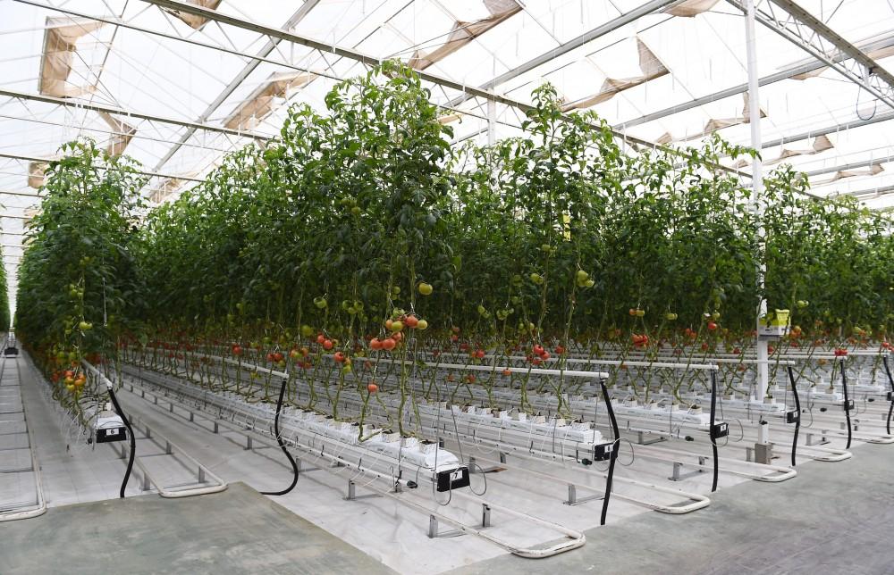 Президент Ильхам Алиев ознакомился с работой, проведенной в "BAKU AGROPARK" (ФОТО)