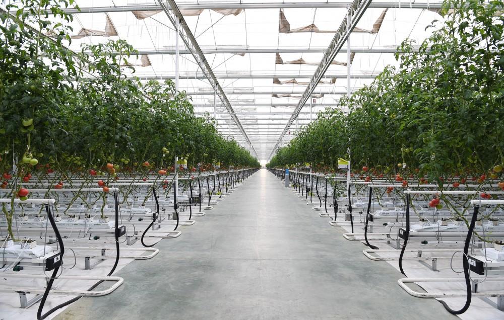 Президент Ильхам Алиев ознакомился с работой, проведенной в "BAKU AGROPARK" (ФОТО)