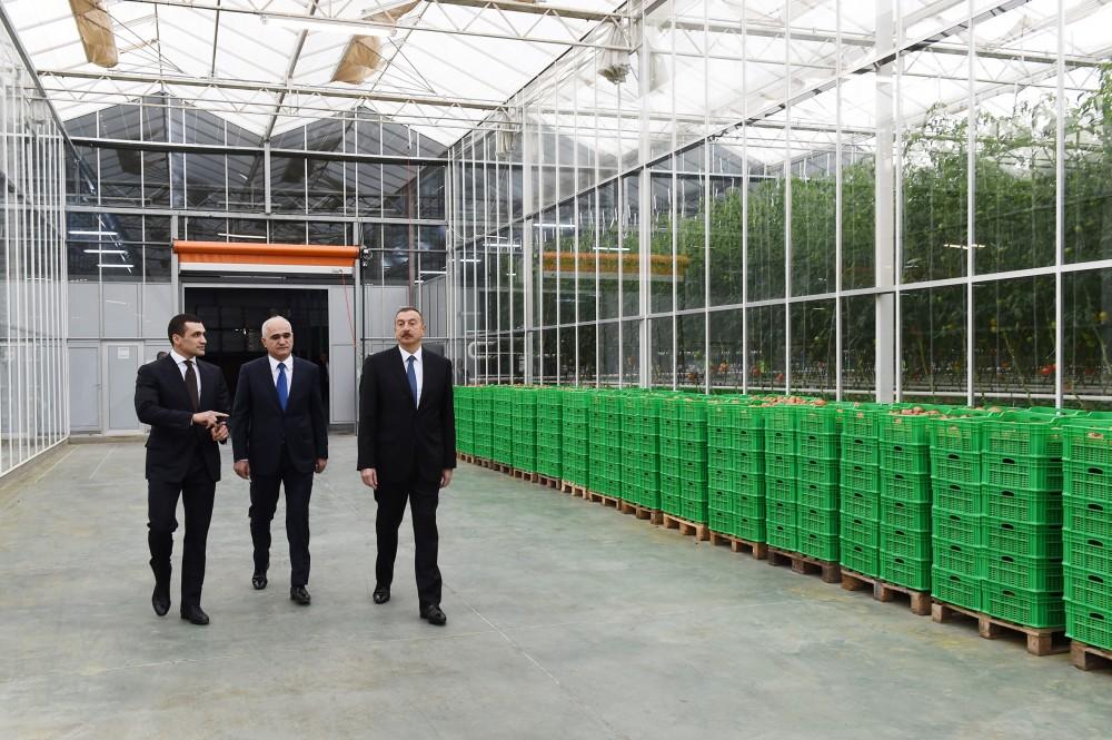 Президент Ильхам Алиев ознакомился с работой, проведенной в "BAKU AGROPARK" (ФОТО)