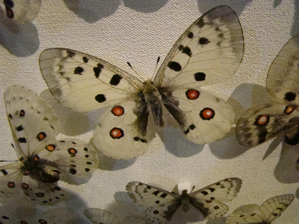 Фаиг Бабанлы признан лучшим охотником мира: Я съел сердце льва – это было вкусно (ФОТО)