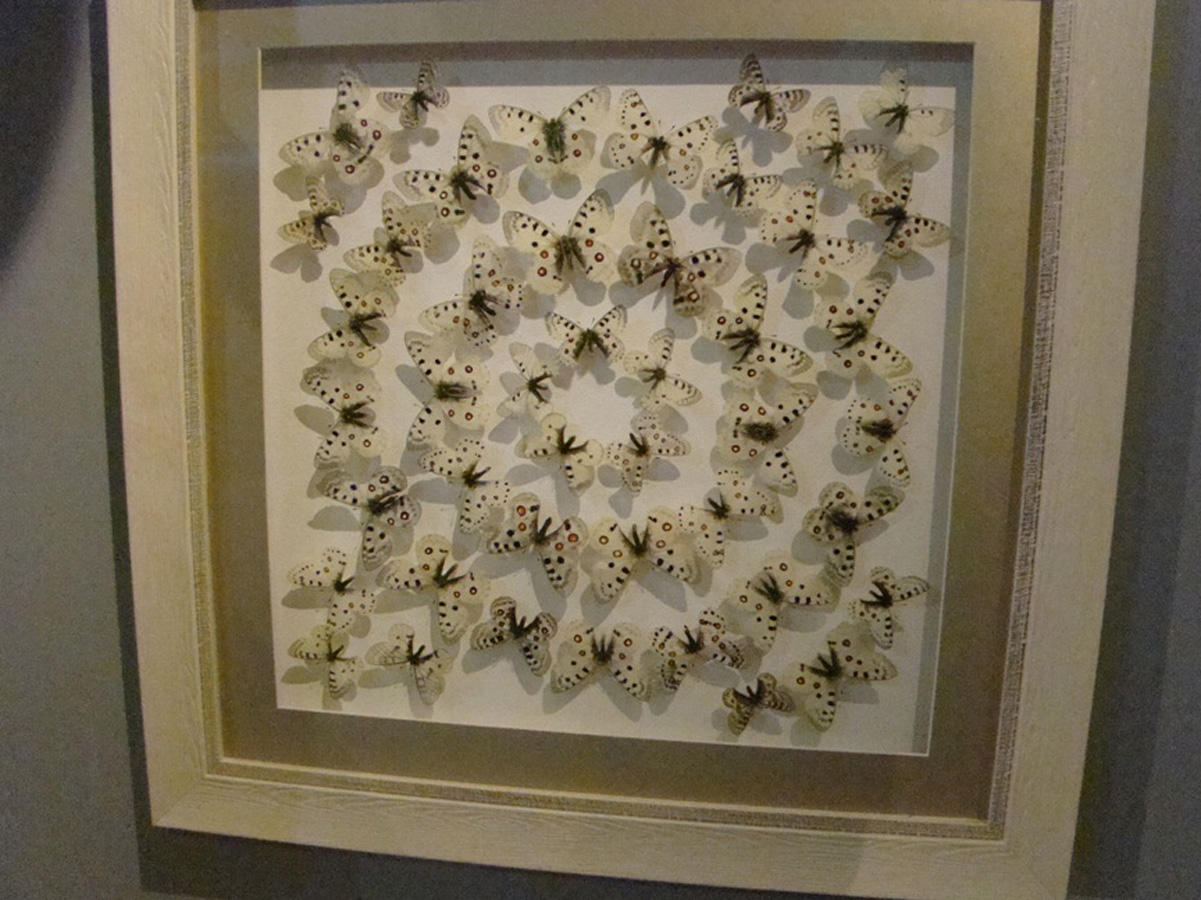 Фаиг Бабанлы признан лучшим охотником мира: Я съел сердце льва – это было вкусно (ФОТО)