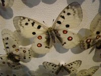 Фаиг Бабанлы признан лучшим охотником мира: Я съел сердце льва – это было вкусно (ФОТО)