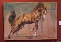 Карабахские скакуны в Финляндии (ФОТО)