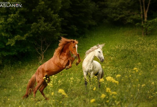 Невероятные кадры из Гедабекского района Азербайджана (ФОТО)
