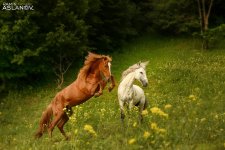 Невероятные кадры из Гедабекского района Азербайджана (ФОТО)