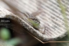 Невероятные кадры из Гедабекского района Азербайджана (ФОТО)