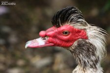 Невероятные кадры из Гедабекского района Азербайджана (ФОТО)