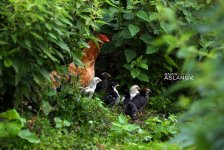 Невероятные кадры из Гедабекского района Азербайджана (ФОТО)