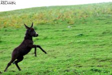 Невероятные кадры из Гедабекского района Азербайджана (ФОТО)