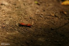 Невероятные кадры из Гедабекского района Азербайджана (ФОТО)