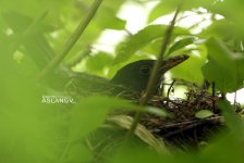 Невероятные кадры из Гедабекского района Азербайджана (ФОТО)