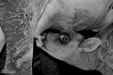 Невероятные кадры из Гедабекского района Азербайджана (ФОТО)