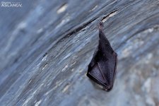 Невероятные кадры из Гедабекского района Азербайджана (ФОТО)