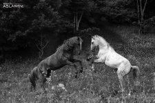 Невероятные кадры из Гедабекского района Азербайджана (ФОТО)