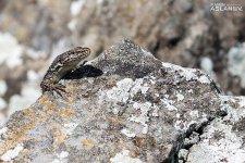 Невероятные кадры из Гедабекского района Азербайджана (ФОТО)