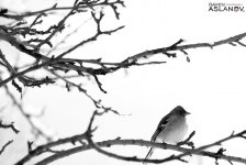 Невероятные кадры из Гедабекского района Азербайджана (ФОТО)