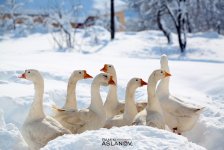 Невероятные кадры из Гедабекского района Азербайджана (ФОТО)