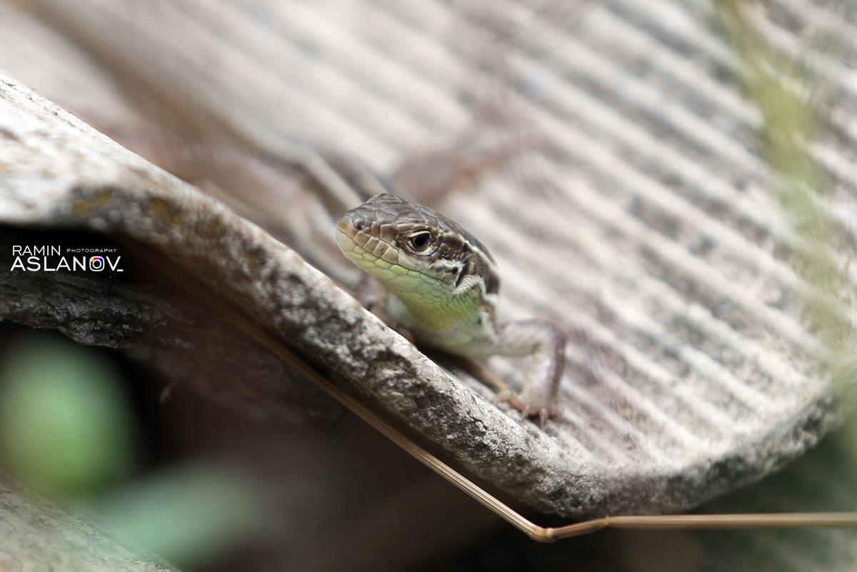 Невероятные кадры из Гедабекского района Азербайджана (ФОТО)