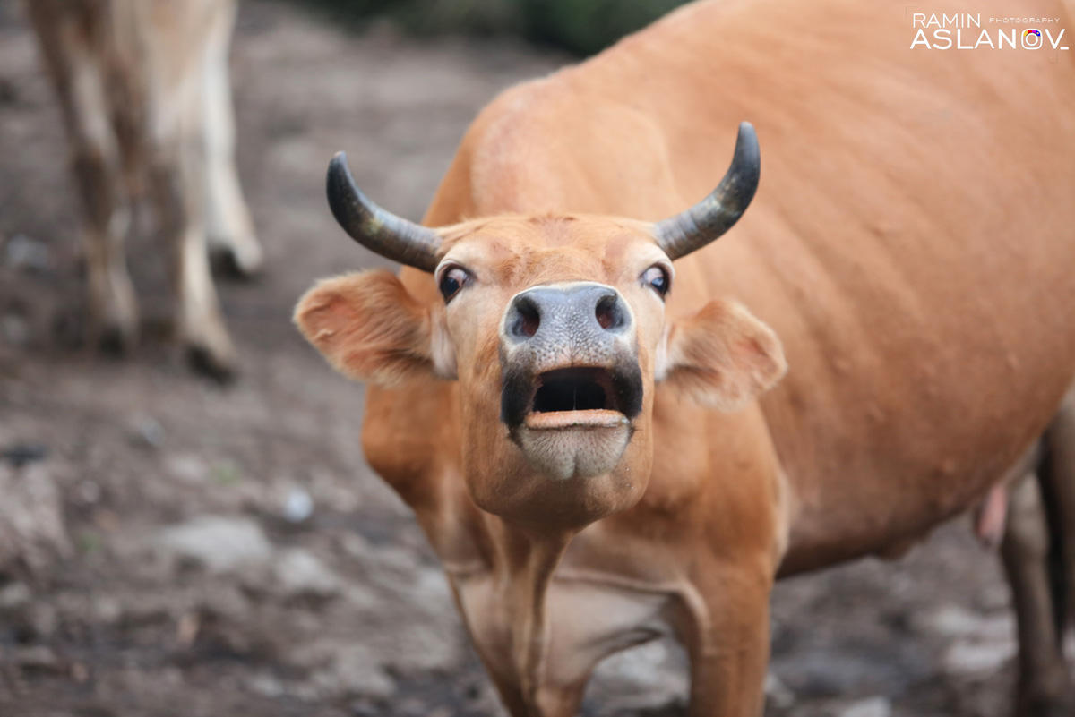 Невероятные кадры из Гедабекского района Азербайджана (ФОТО)