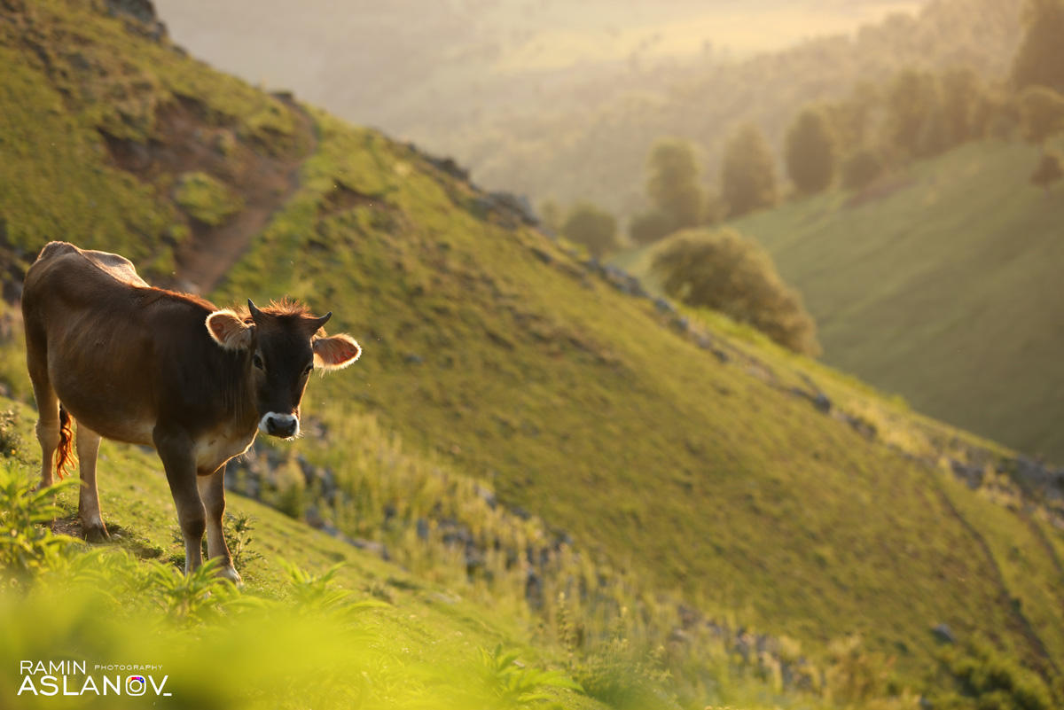 Невероятные кадры из Гедабекского района Азербайджана (ФОТО)