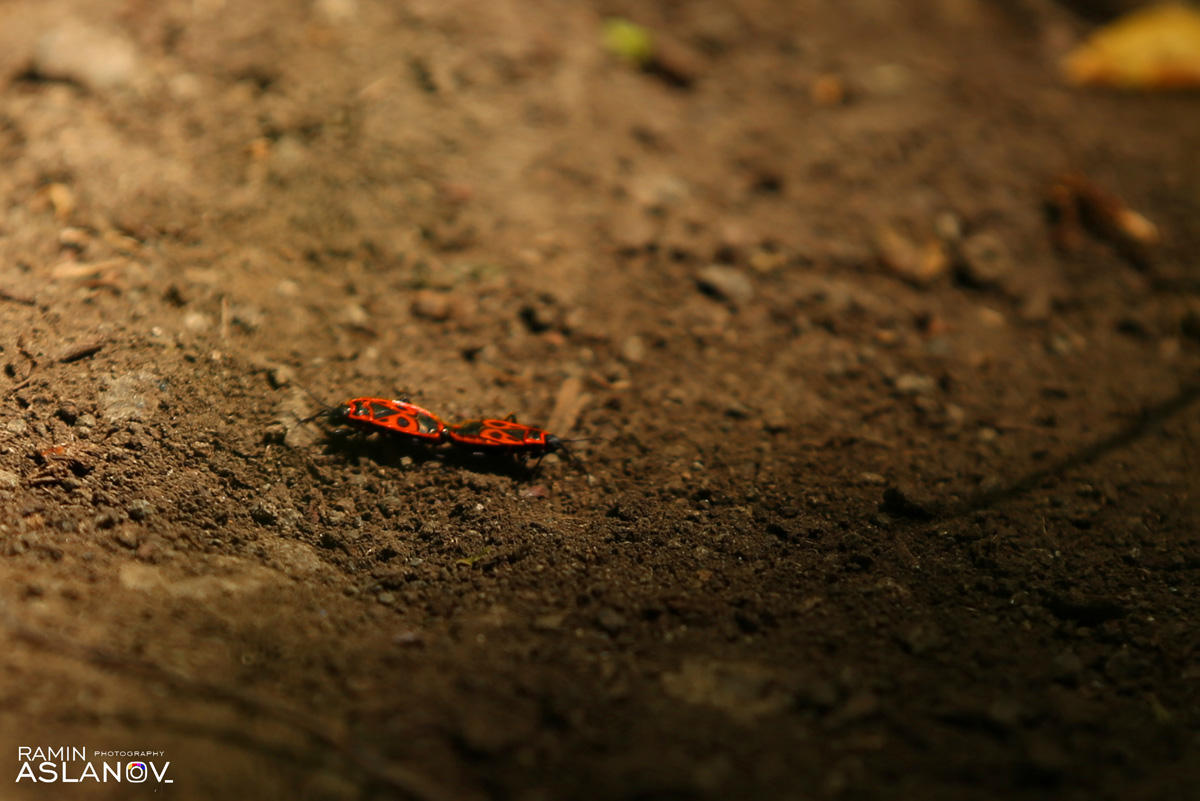 Невероятные кадры из Гедабекского района Азербайджана (ФОТО)